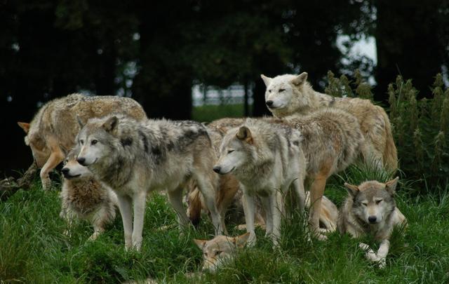 你真的知道狗狗和狼之间的关系吗?