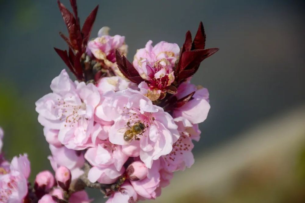 桃花是什么季节开的(石榴花是什么季节开的)