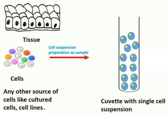 单细胞悬液制备总是失败你可以在这里找到答案