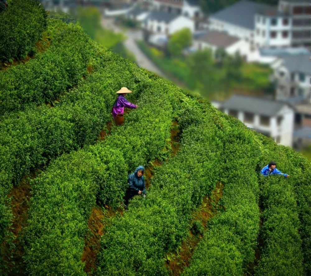 饱满的芽头崭露枝头 今天上午 径山第一波春茶大规模开采啦 采茶工人