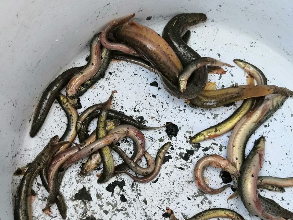 见证是不是看得到成片的粉末状物体,据小编了解这是池塘主人撒的石灰