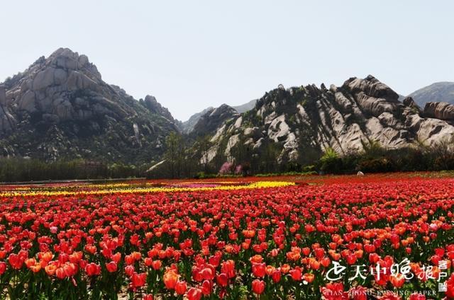 嵖岈山郁金香花开了