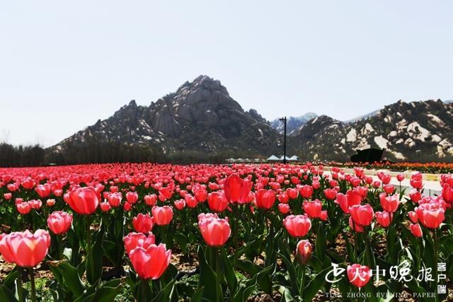 嵖岈山郁金香花开了