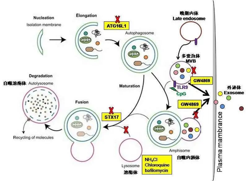 内涵体(可产生secretory autophagy,运输无分泌信号肽的蛋白到胞外,和