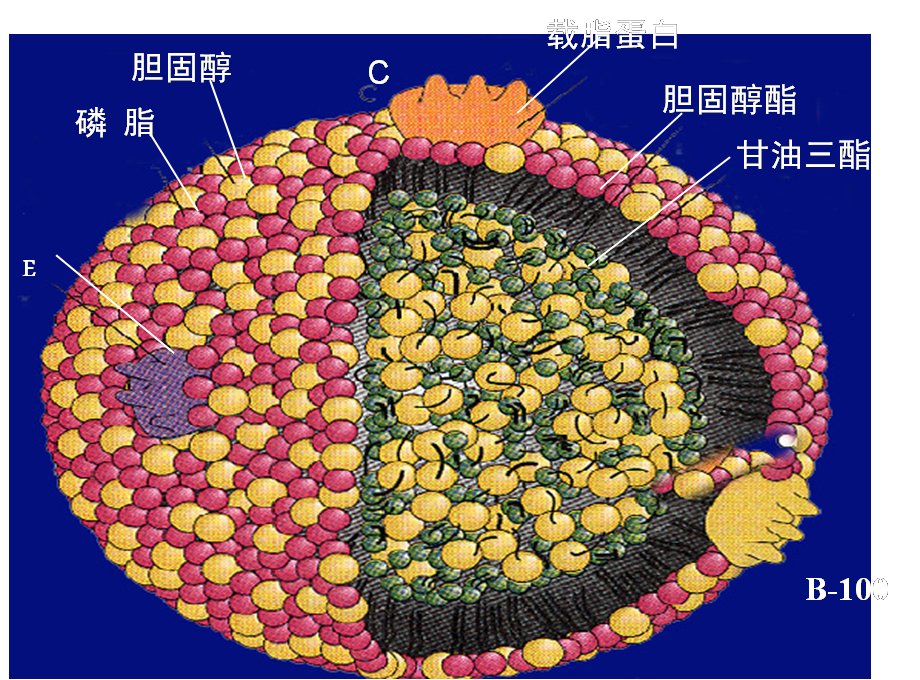 1,血脂结构和组成