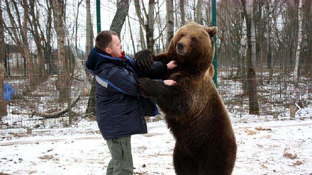 正确做法是这样的|棕熊|北极熊|黑熊|马来熊