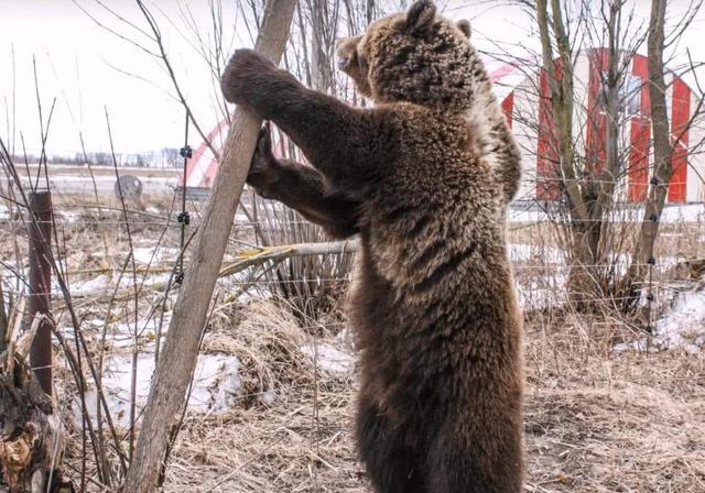 马来熊舌头很长马来熊也是爬树专家,但他们个子小,最多长到1米5,150斤