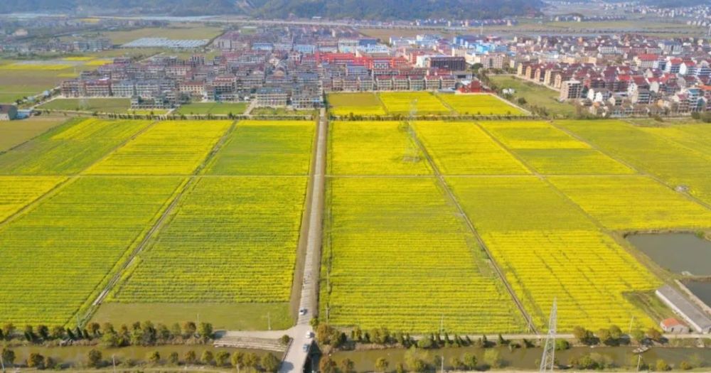 在千年古郡椒江区章安街道的谢张村,谢杨村和柏树里村,2000亩的油菜花