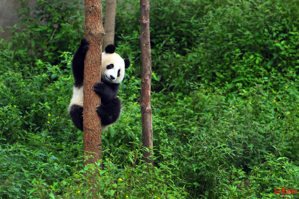 大熊猫保护中心两基地开放