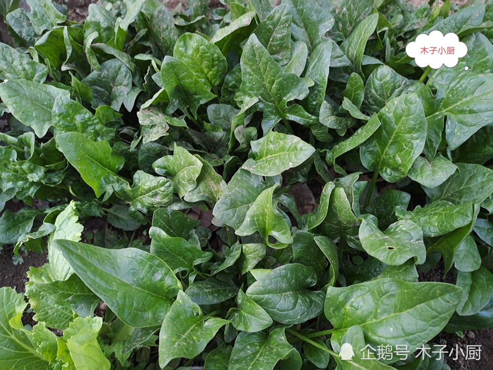 菠菜又名雨花菜,角菜,鹦鹉菜,波斯菜等,在全国各地均有种植,并且一年