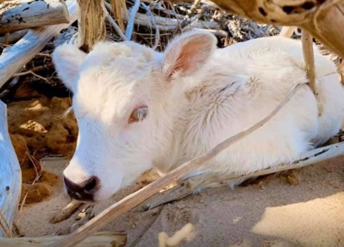 飓风过后怀孕母牛游六公里到岸边如今产下异色瞳孔小牛