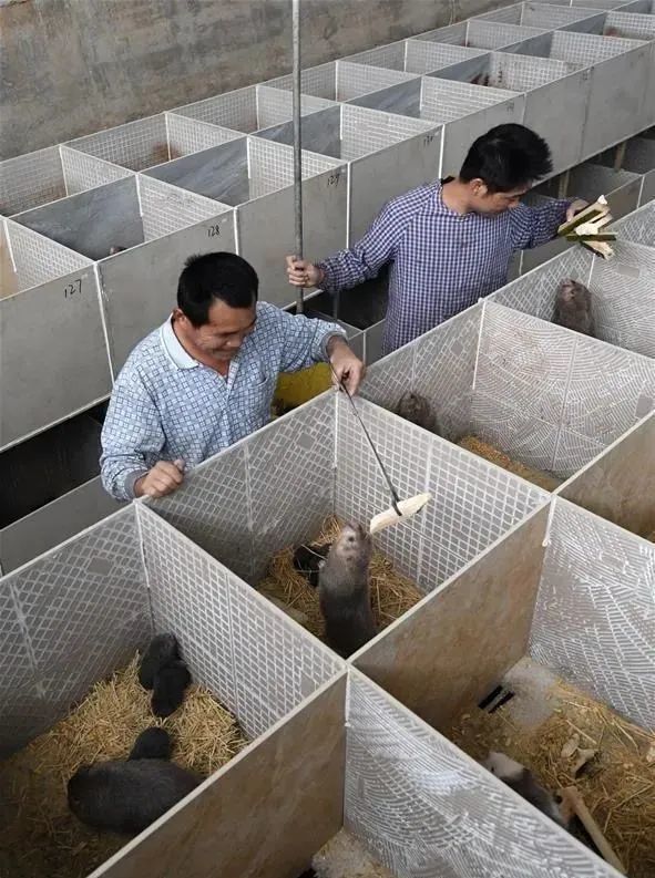 华农兄弟转行挖竹笋,养竹鼠的人该怎么办?
