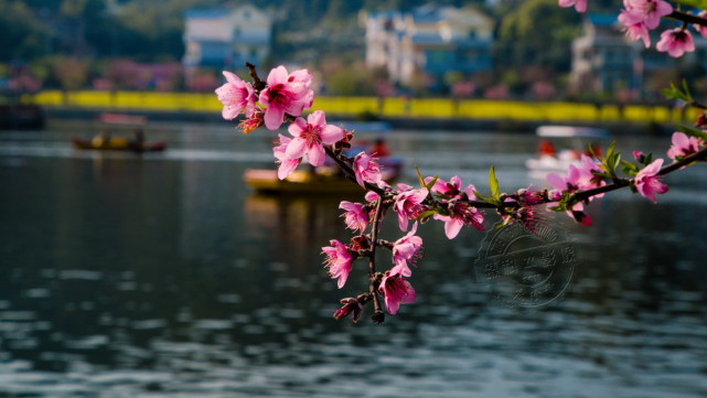 桃花流水