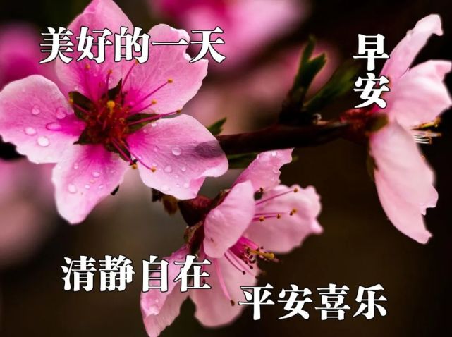 2022年3月5日特漂亮的早安祝福唯美鳥語花香圖片帶字溫馨最新早上好