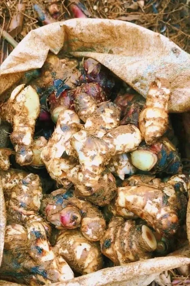 美人蕉的根,能吃吗,好吃吗,怎么吃?