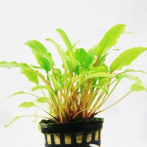 水草的选购很重要,千万别挑到打了农药的水草,百害无一利