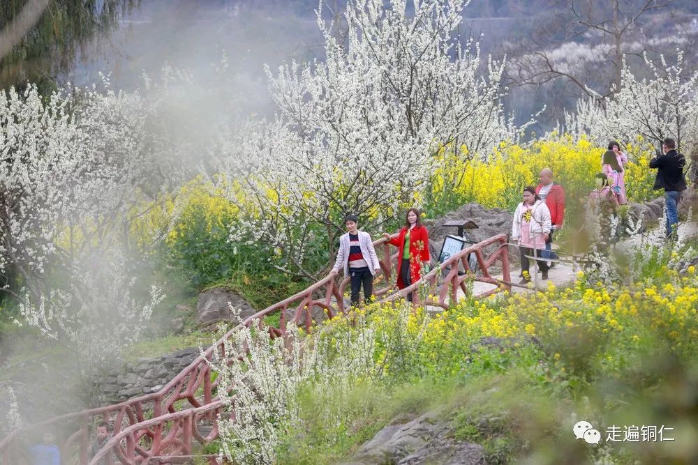 走遍铜仁走进中国空心李的故乡铜仁沿河南庄