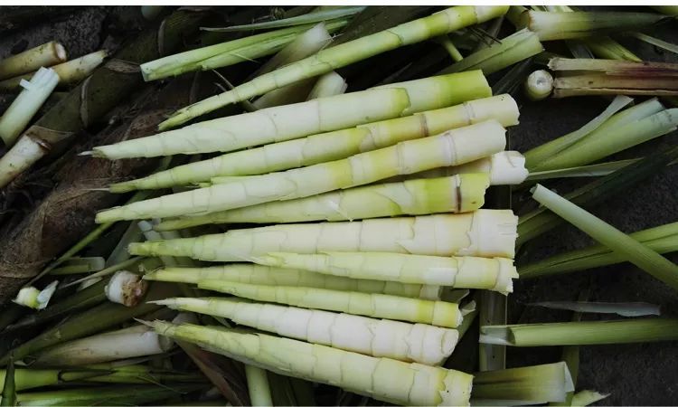 你所不知道的"笋"竹笋的种类很多,叫法也多,依时节的叫法:春笋,夏笋