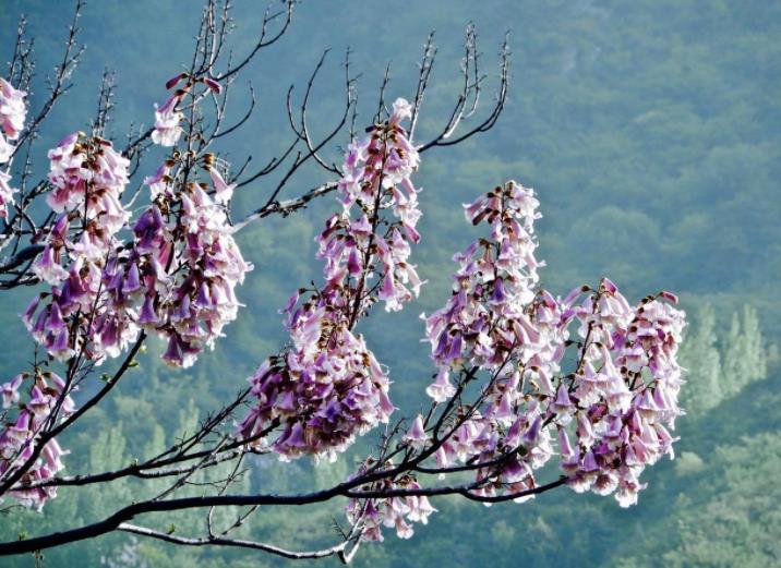 春词丽句桐花紫郎似桐花妾似桐花凤