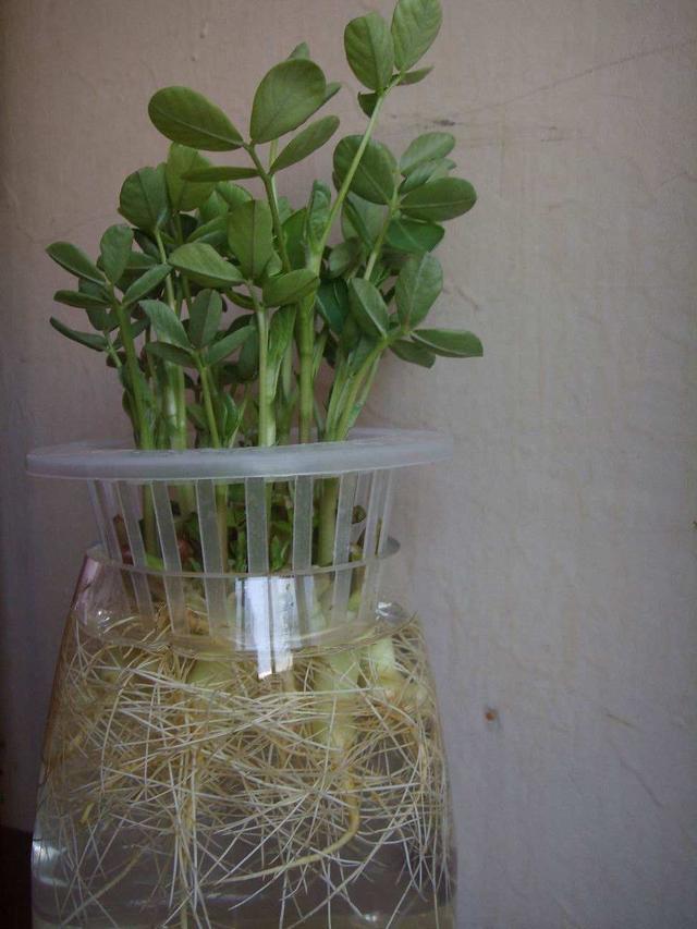 几粒 花生米 撒到花盆里 变成清新小盆栽 取得小丰收 腾讯新闻