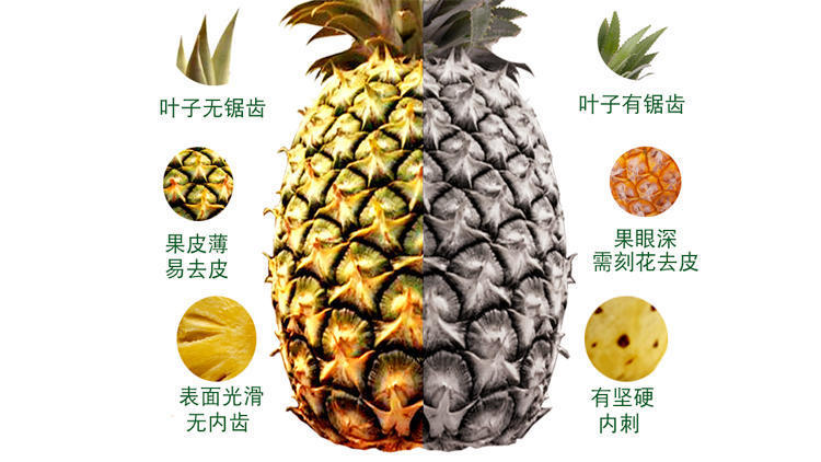 牢记这8个字认清凤梨与菠萝的区别以后再也不会小贩欺骗了