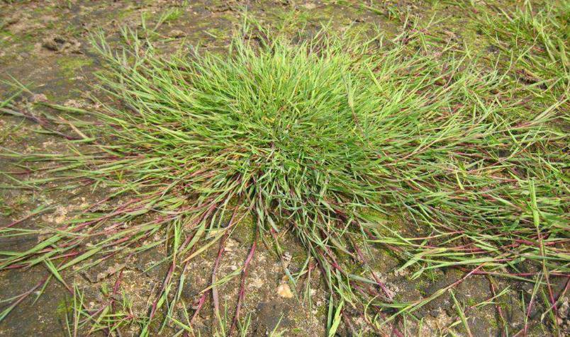 匍茎剪股颖又称为本特草.属于禾本科,剪股颖属.