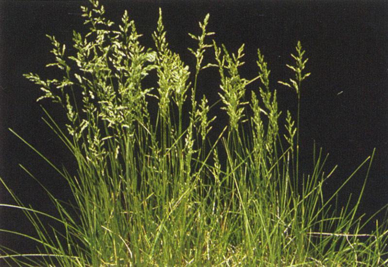 草地早熟禾又称为六月禾,属于禾本科,早熟科属.