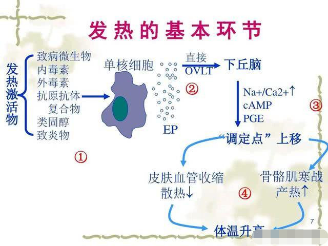 从上面的概念我们可以知道,人体发热一般都需要发热激活物,而发热激活