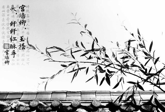 红酥手,黄藤酒.满城春色宫墙柳.东风恶,欢情薄.一怀愁绪,几年离索.