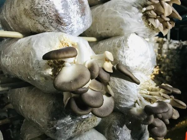 88折原价45元一箱(3斤)的优质秀珍菇现只需39元一箱(3斤)70元两箱(6斤