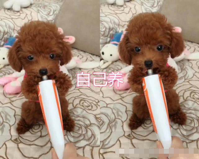 论养"泰迪"的差异性,自己养vs父母养,看到爷爷养的:泰迪普拉斯?
