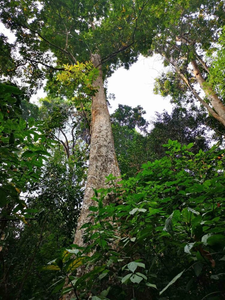 云南与老挝,缅甸,有个罕见"绿"州,森林覆盖率达80%以上