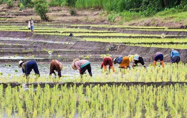揭开中国农业的真面目 农业为何不赚钱 腾讯网