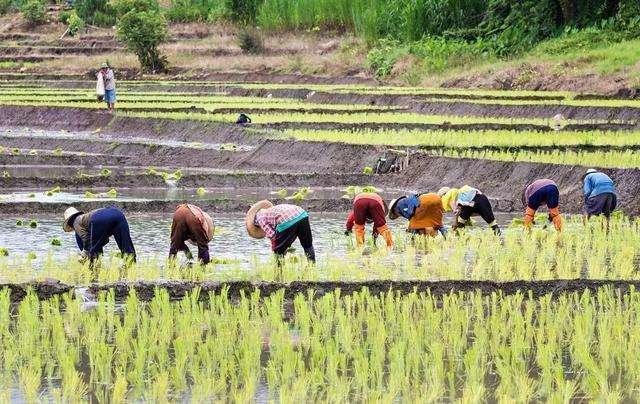 揭开中国农业的真面目 农业为何不赚钱 腾讯网