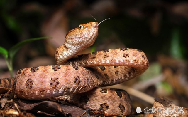 腾讯内容开放平台