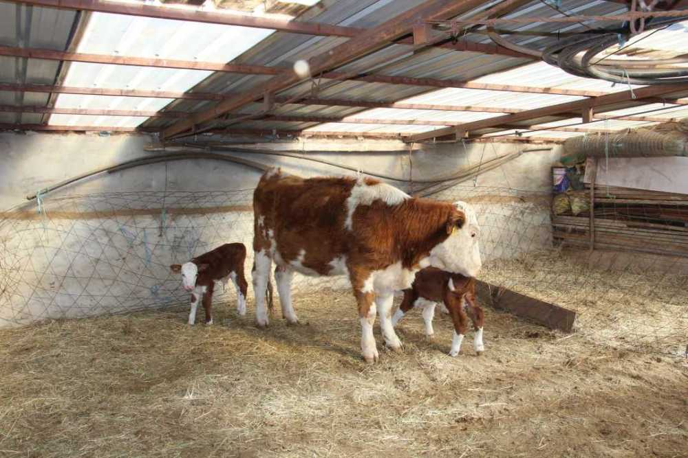 罕见!一个嘎查三头母牛接连产下"双胞胎"牛犊