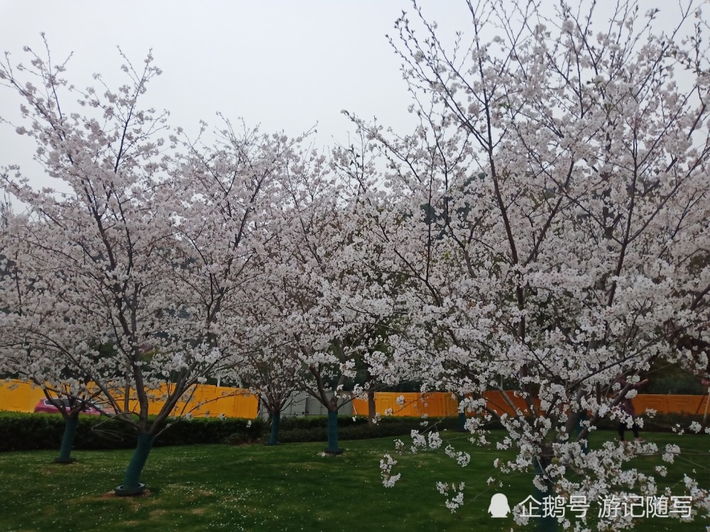 幕府山下樱花开放 腾讯新闻