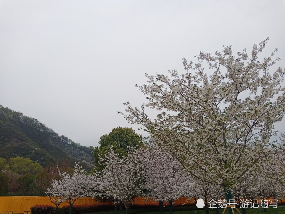 幕府山下樱花开放 腾讯新闻