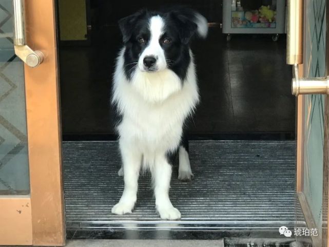 为纯种边境牧羊犬找新家