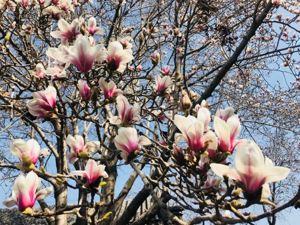 荣国府：春暖红楼，百花待放