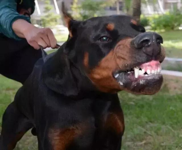 爷爷抱11月大孙子去喂狗遭巨犬扑上狂咬之孙子喷血惨死 腾讯新闻