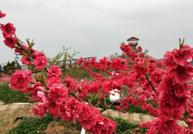 花開天府,美麗四川主題宣傳推廣活動走進廣元市昭化區桃博園,廣元臺