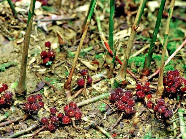 落地杨梅草药图片大全图片