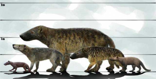 曾经称霸地球的剑齿虎是老虎吗或者说它和老虎有什么关系