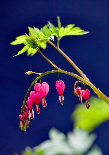 年洛阳牡丹花会花期预报 腾讯新闻