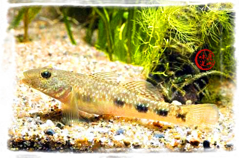 庐山旅游:庐山著名的特产"庐山三石"——庐山石鱼