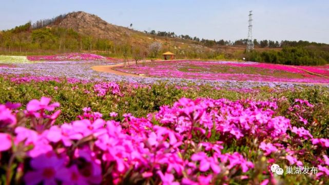 中庙芝樱花海图片