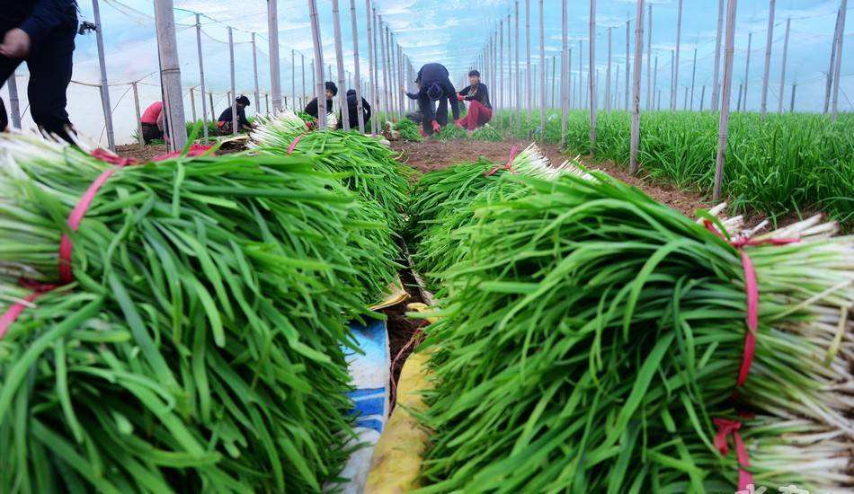 种植的一种蔬菜,从开春一直能吃到秋末,即使夏天长出了韭菜苔也不影响