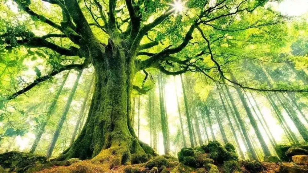 催眠唤醒:净化内在的三颗种子