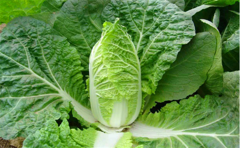 娃娃菜种植对方法有讲究,肥水管理要到位,预防虫害要尽早_腾讯新闻